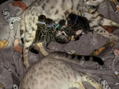 Storm And Chip Litter - Bengal - Gallery Photo #1