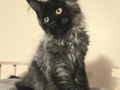 Gerdan Maine Coon Male - Maine Coon - Gallery Photo #1