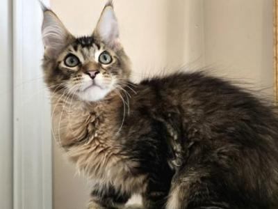 Sander Maine Coon Male - Maine Coon - Gallery Photo #1