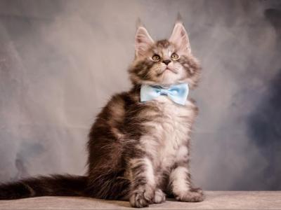Valmont Maine Coon Male - Maine Coon - Gallery Photo #1