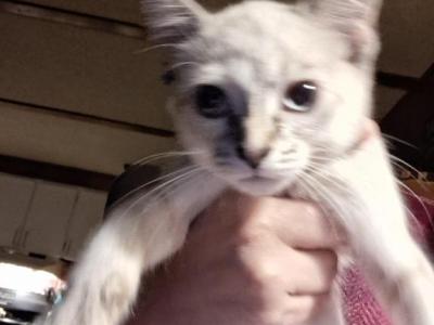 Marshmallow - Siamese - Gallery Photo #1