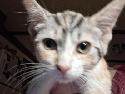 Pepper - Domestic - Gallery Photo #1