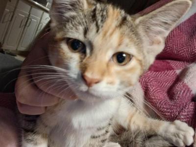 Patch - Domestic - Gallery Photo #1