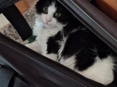 Oscar - Domestic - Gallery Photo #1