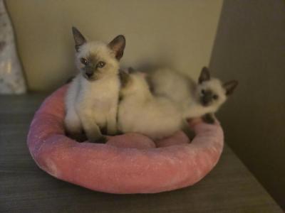 Purebred Siamese Kittens - Siamese - Gallery Photo #1