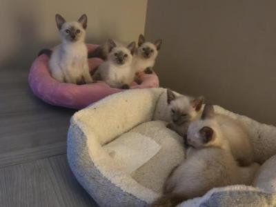 Blue Lilac Point Siamese Kittens - Thai - Gallery Photo #1