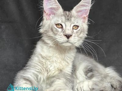 Jet Polydactyl - Maine Coon - Gallery Photo #1