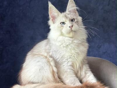 Kaplan - Maine Coon - Gallery Photo #1