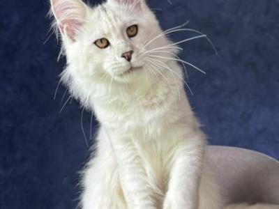 Kamil - Maine Coon - Gallery Photo #1