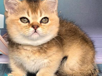 Crumble - Munchkin - Gallery Photo #1