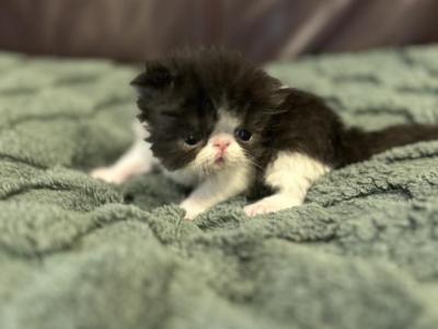 Fluffy - Persian - Gallery Photo #1