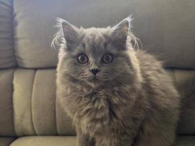 Zoe - British Shorthair - Gallery Photo #1