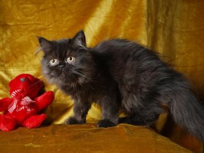 Buster - Scottish Straight - Gallery Photo #1