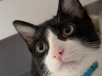 Romeo - American Longhair - Gallery Photo #1