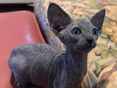 Astro - Sphynx - Gallery Photo #1
