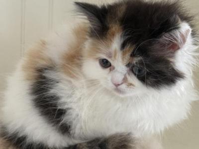 Cali - Ragdoll - Gallery Photo #1