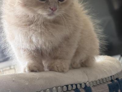 RagdollCherubim - Ragdoll - Gallery Photo #1