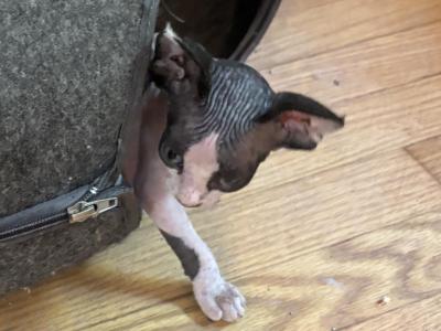 Amara - Sphynx - Gallery Photo #1