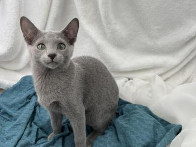 Tony - Russian Blue - Gallery Photo #1