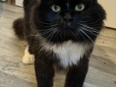 Mr Darcy Cat Of FirCountry Siberians - Siberian - Gallery Photo #1