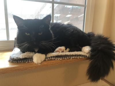 Mr Darcy Cat Of FirCountry Siberians - Siberian - Gallery Photo #1
