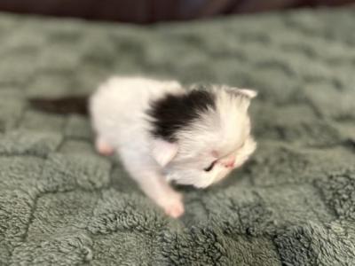 Humphrey - Persian - Gallery Photo #1