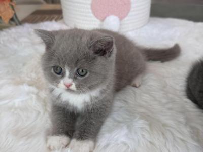 Maisie - Scottish Straight - Gallery Photo #1