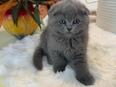 Scottish Fold Teddy Bear - Scottish Fold - Gallery Photo #1
