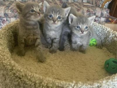Mixed Breed Kittens - British Shorthair - Gallery Photo #1