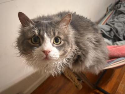 Luna Periwinkle - Maine Coon - Gallery Photo #1