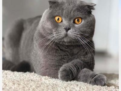 Blue - Scottish Fold - Gallery Photo #1