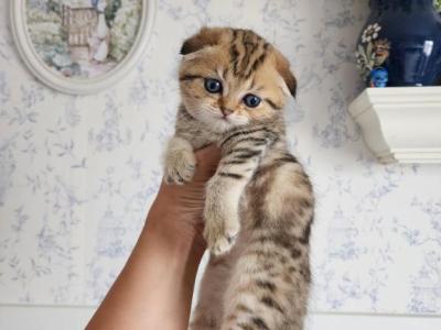 Scottish Fold Mario - Scottish Fold - Gallery Photo #1