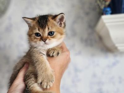 Scottish Stright Spike RESERVED - Scottish Fold - Gallery Photo #1