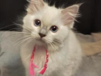 Wendy's Litter Nancy - Ragdoll - Gallery Photo #1