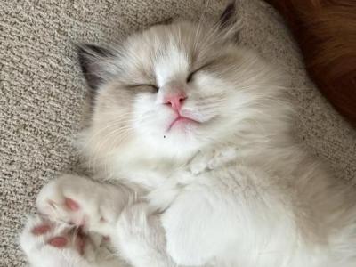 Nala - Ragdoll - Gallery Photo #1