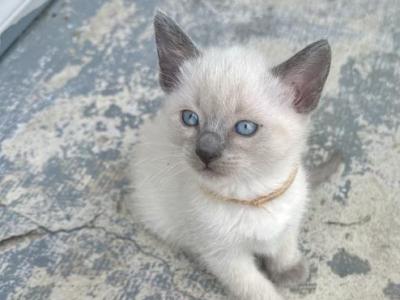 Lily - Siamese - Gallery Photo #1