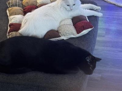 Anikin Skywalker And Obi Wan Catnobi - Domestic - Gallery Photo #1