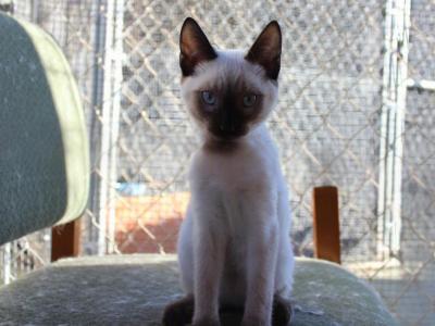 Nova - Siamese - Gallery Photo #1