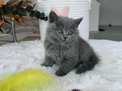 Scottish Straight Blue Color Pretty Girl - Scottish Straight - Gallery Photo #1