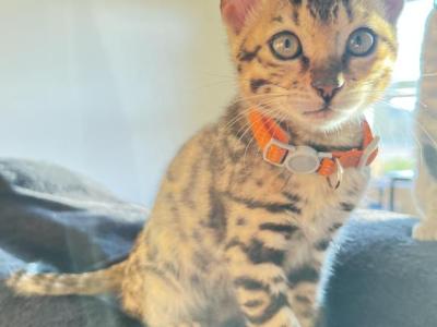 Ophelia - Bengal - Gallery Photo #1