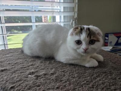 Sophi - Scottish Fold - Gallery Photo #1