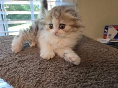 Cloud - Scottish Fold - Gallery Photo #1