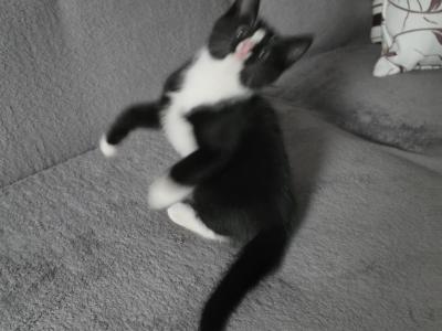 Kitten 3 - British Shorthair - Gallery Photo #1