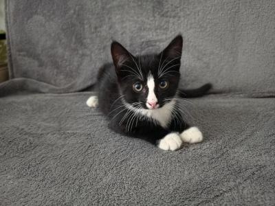 Kitten 3 - British Shorthair - Gallery Photo #1