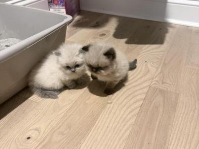 Himalayan Persian - Himalayan - Gallery Photo #1
