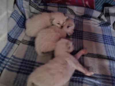 August Babies - Siamese - Gallery Photo #1