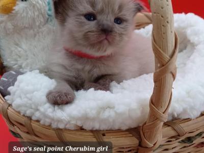 Ragdoll Cherubim Girl Red Collar - Ragdoll - Gallery Photo #1