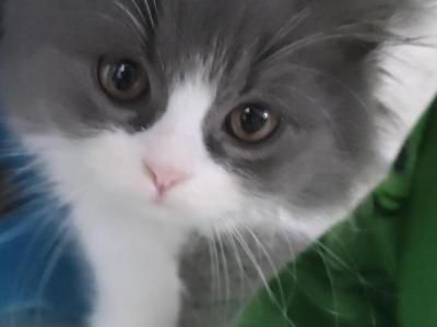 Blue And White Persian Kitten - Persian - Gallery Photo #1