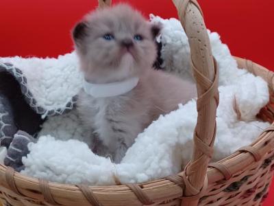 Ragdoll Cherubim Girl White Collar - Russian Blue - Gallery Photo #1