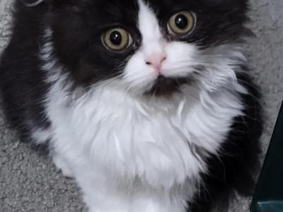 Black & White Persian Kitten - Persian - Gallery Photo #1